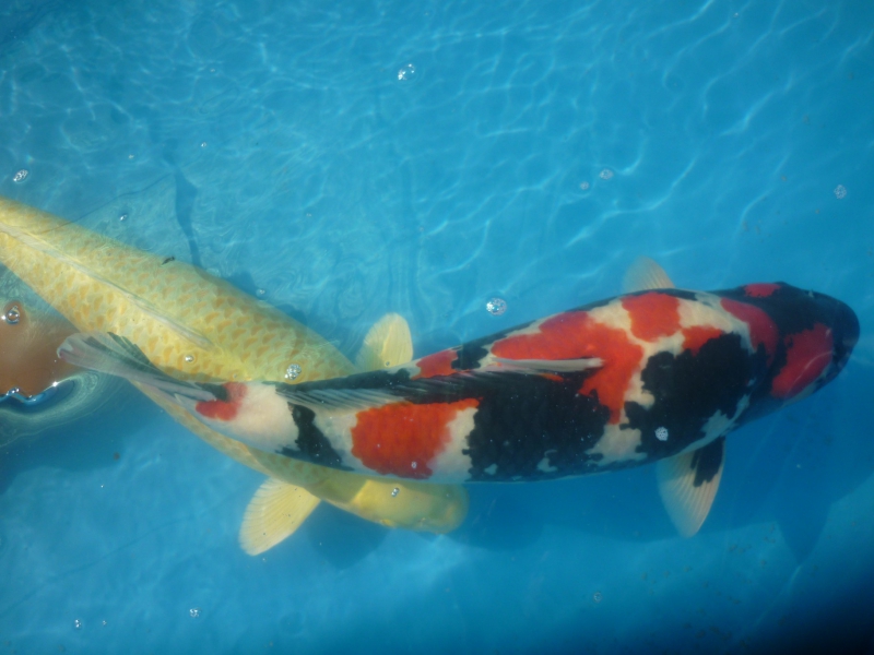 Holland koi show obr 22